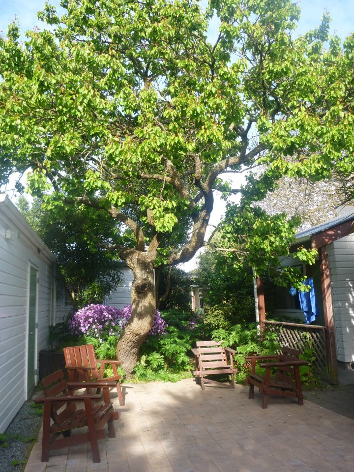 Some of the garden